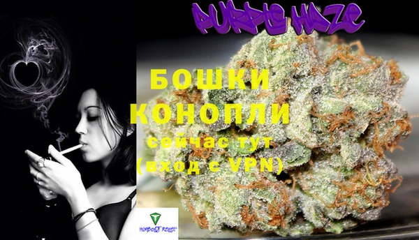 индика Каменногорск